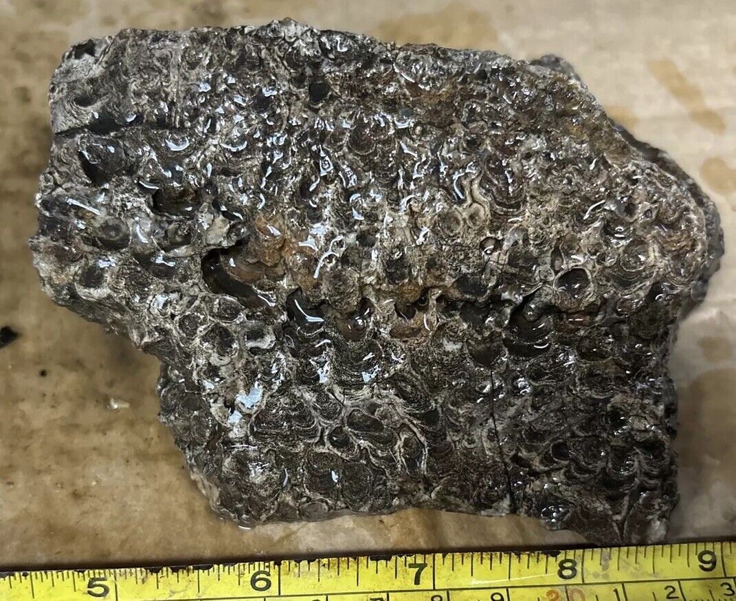 Stromatolite fossil