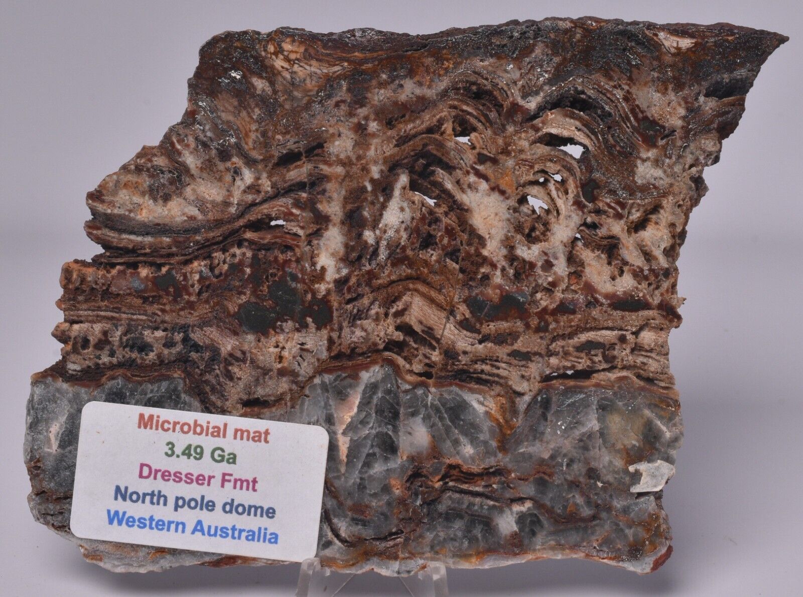 MICROBIAL MAT, Dresser Fmt, Stromatolite, North Pole Dome 110 grams, S165