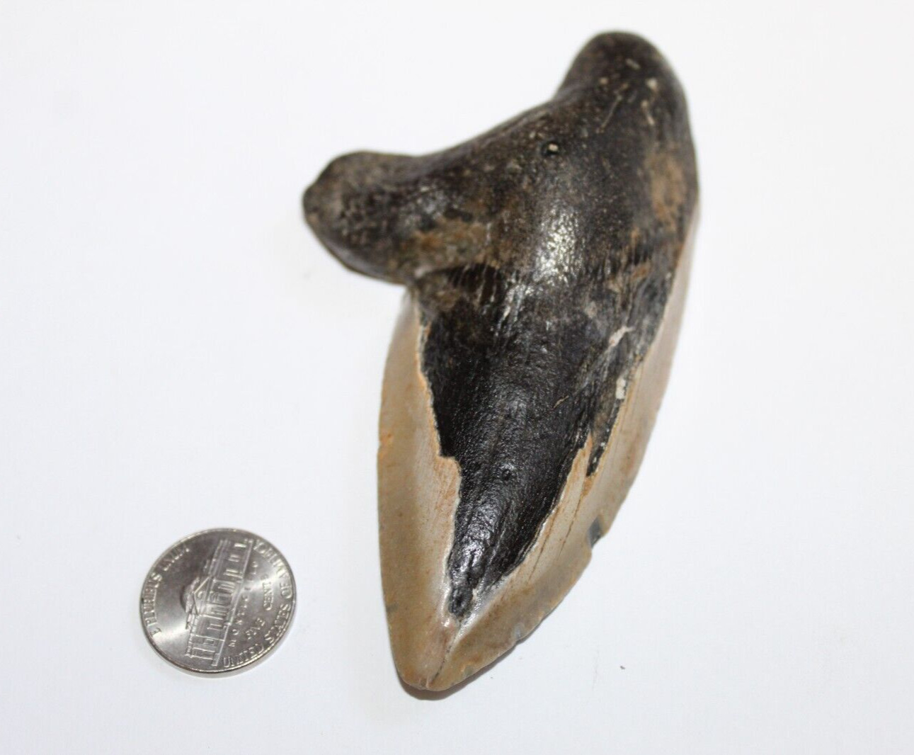 MEGALODON Shark Tooth Fossil No Repair Natural 4.33\