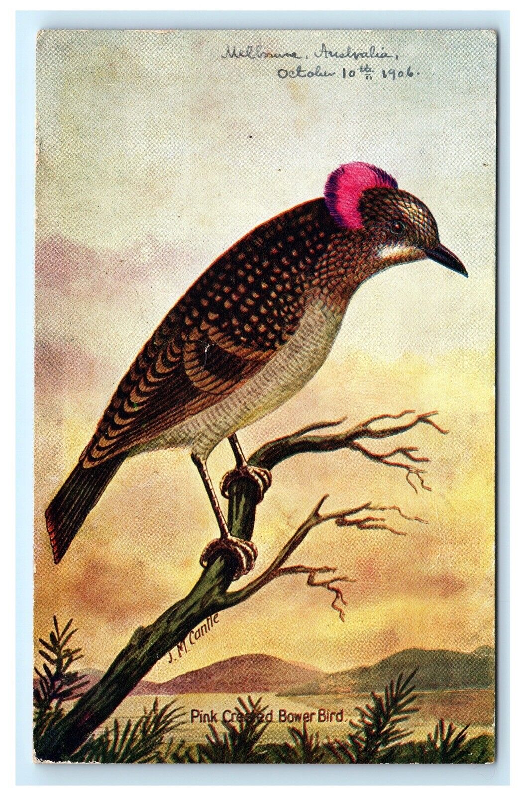Pine Crested Bower Bird J.M. Cantle Artist Signed Postcard C3