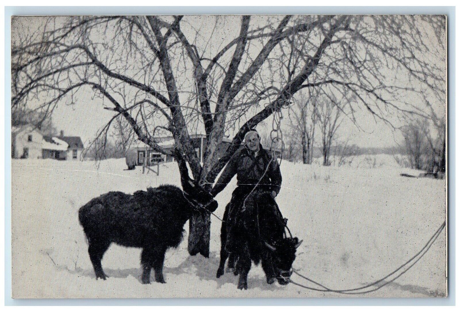 c1940 American Bison Native Animal North America Deansboro New York NY Postcard