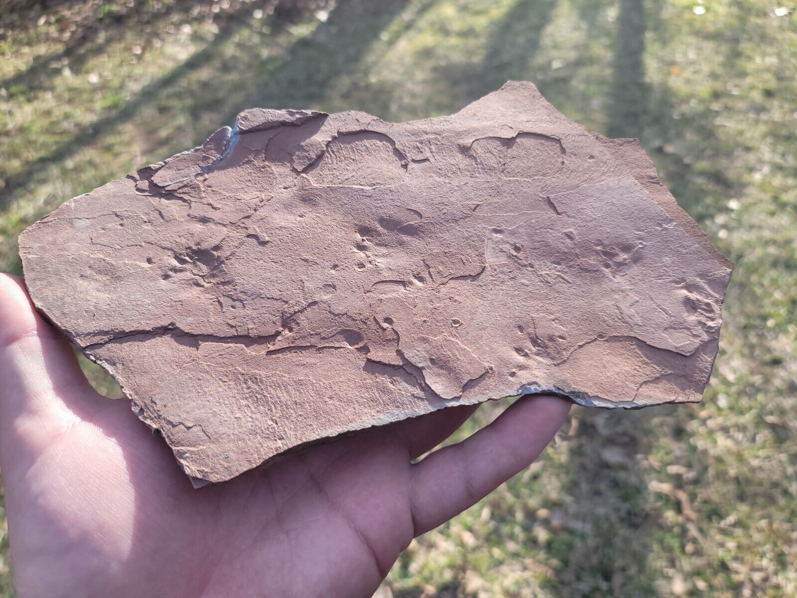 Triassic Pre Dinosaur Feet Tracks And Tail Slide Fossil Plate Spanish Fork Utah
