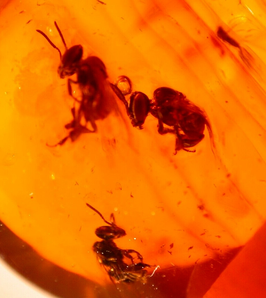 3 Superb EXTINCT Bees with Botanical in Dominican Amber Fossil Gemstone
