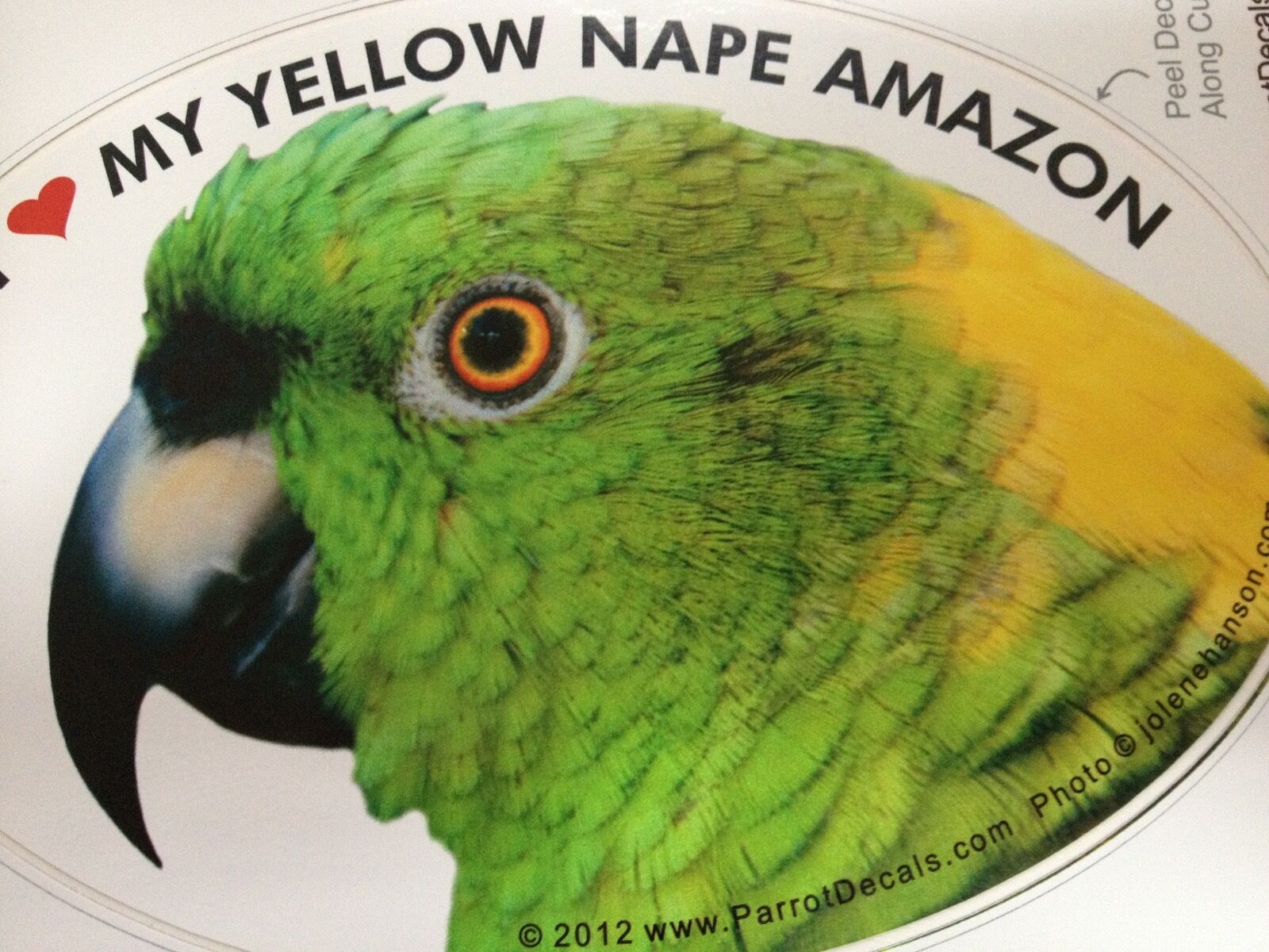 Yellow Nape Amazon Parrot Exotic Bird Vinyl Decal Bumper Sticker