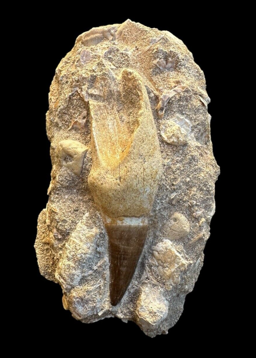 A gorgeous Mosasaurus tooth in matrix from Morocco, Fossilized tooth, Big dino