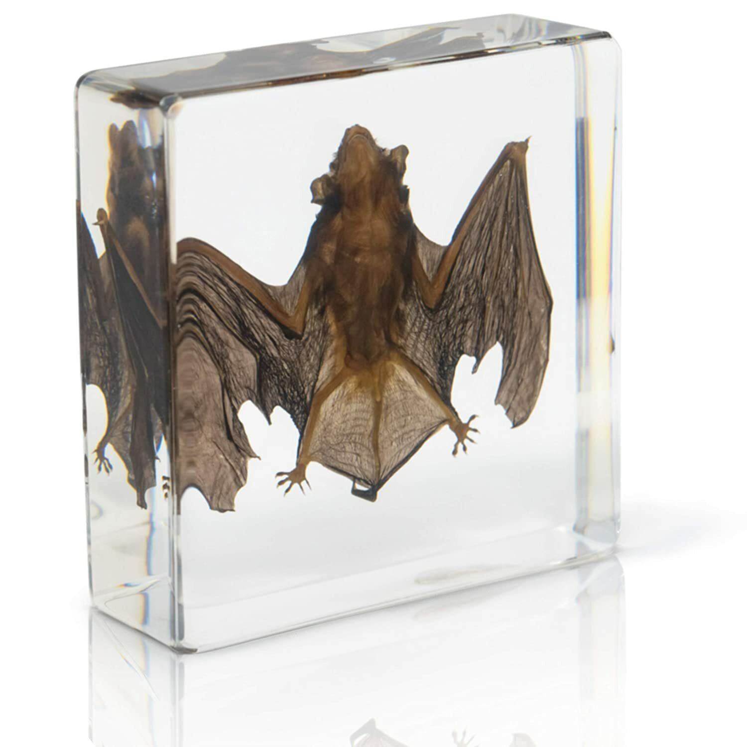 Animal Bat Specimen Science Education Taxidermy Paperweight For Scienceclassroom