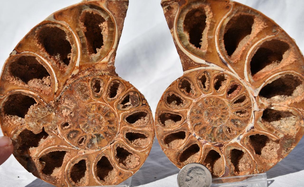 2788 PAIR Ammonite Phylloceras V-Shaped Nautilus 110myo FOSSIL LARGE 105mm 4.1\