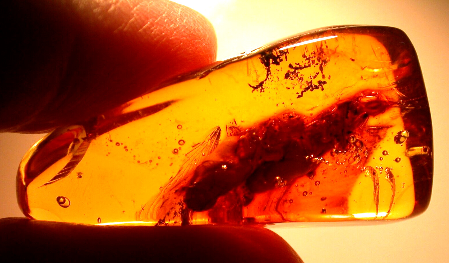 2 GIANT Extinct Mastotermes Termites in Dominican Amber Fossil Gemstone