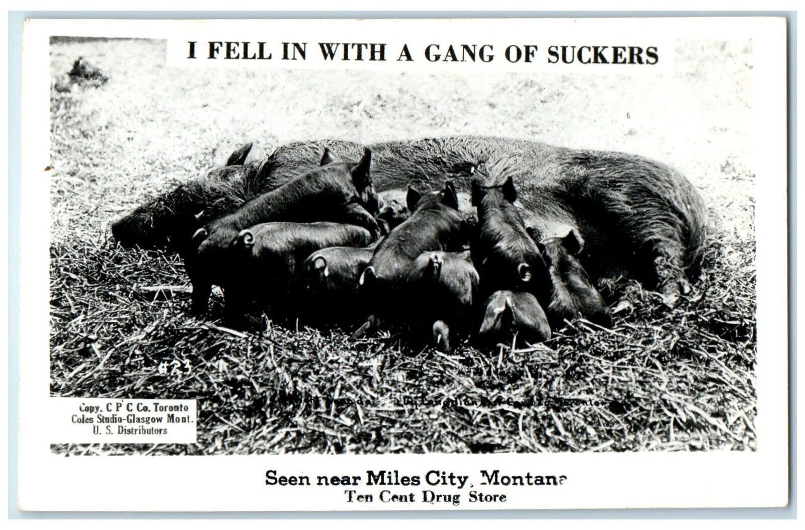 I Feel In With A Gang Of Suckers Seen Near Miles City MT RPPC Photo Postcard