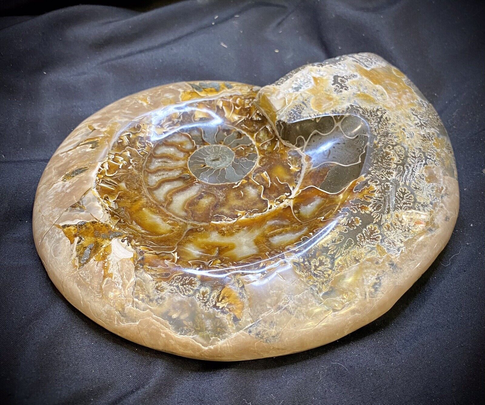 Unique Large Ammonite Bowl