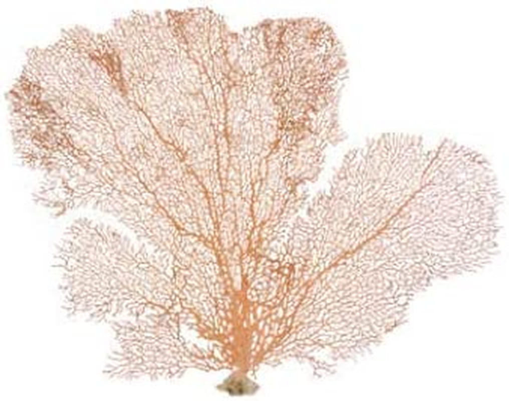 Sea Fan Coral | Orange Coral Sea Fan 7 to 10 | Natural Real Piece of Coral Sea
