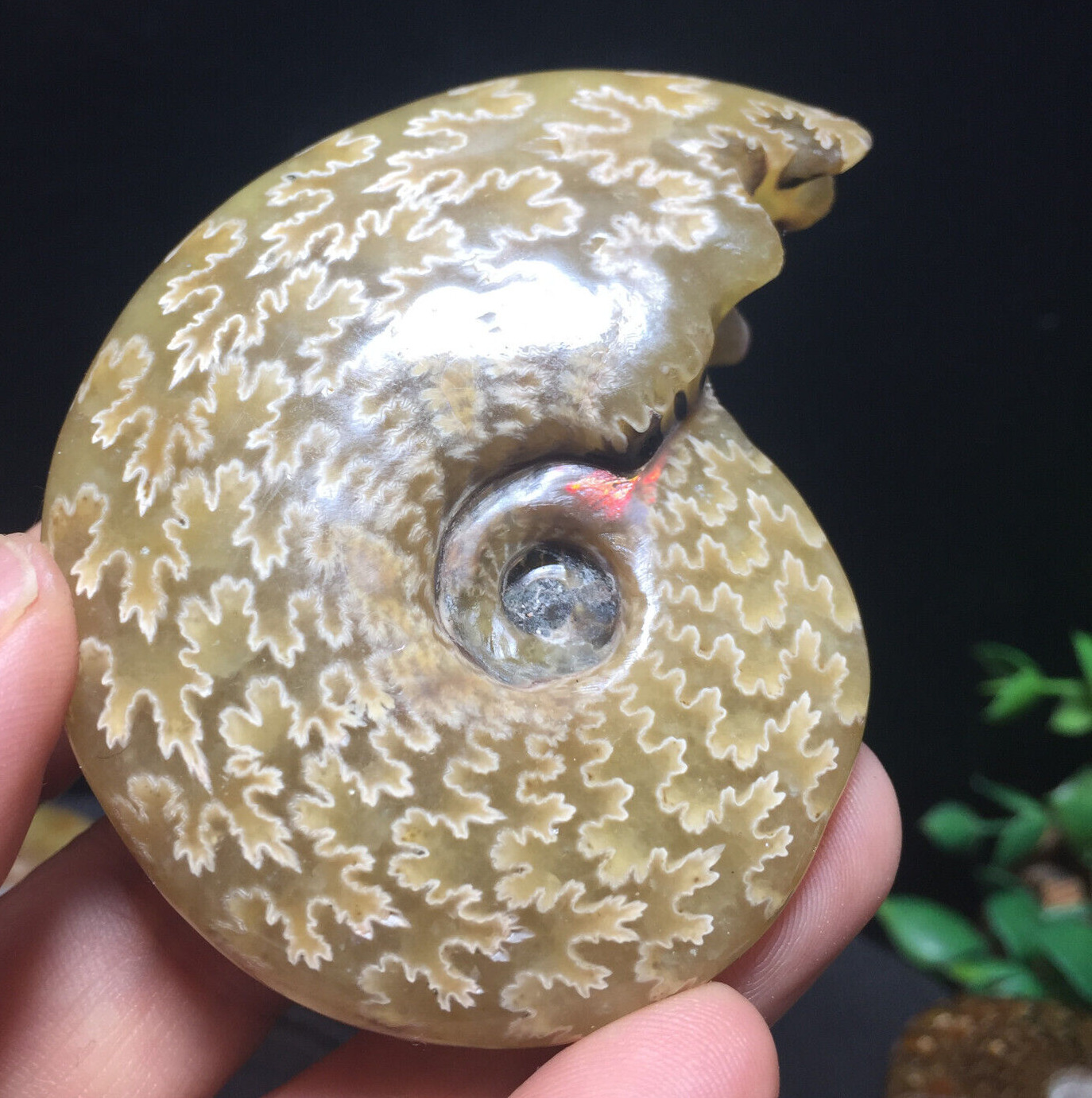 78g Natural polishing conch ammonite fossil specimens of Madagascar 135