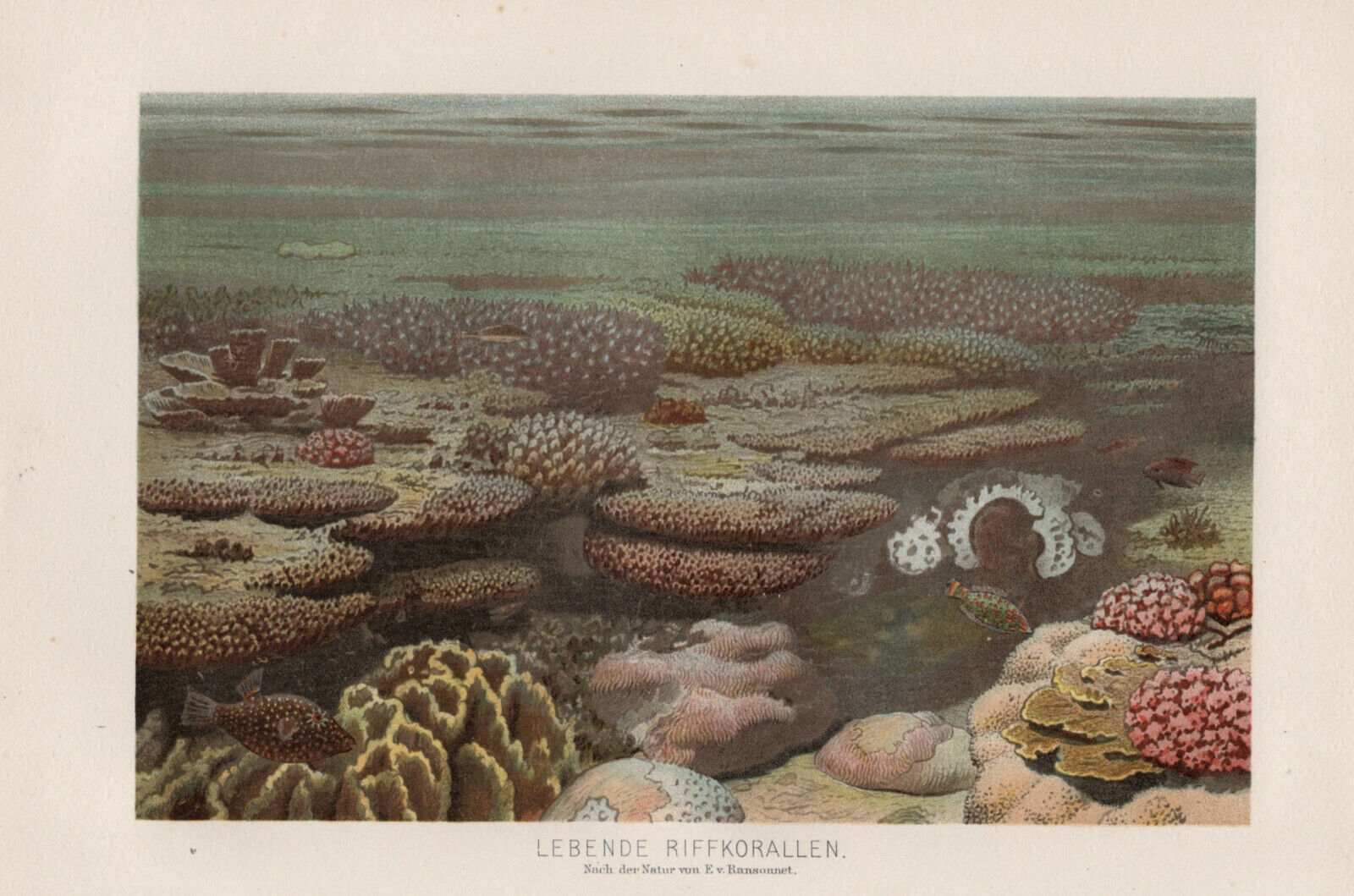 1895 MARINE TROPICAL CORAL REEF LIFE FISH Antique Chromolithograph Print