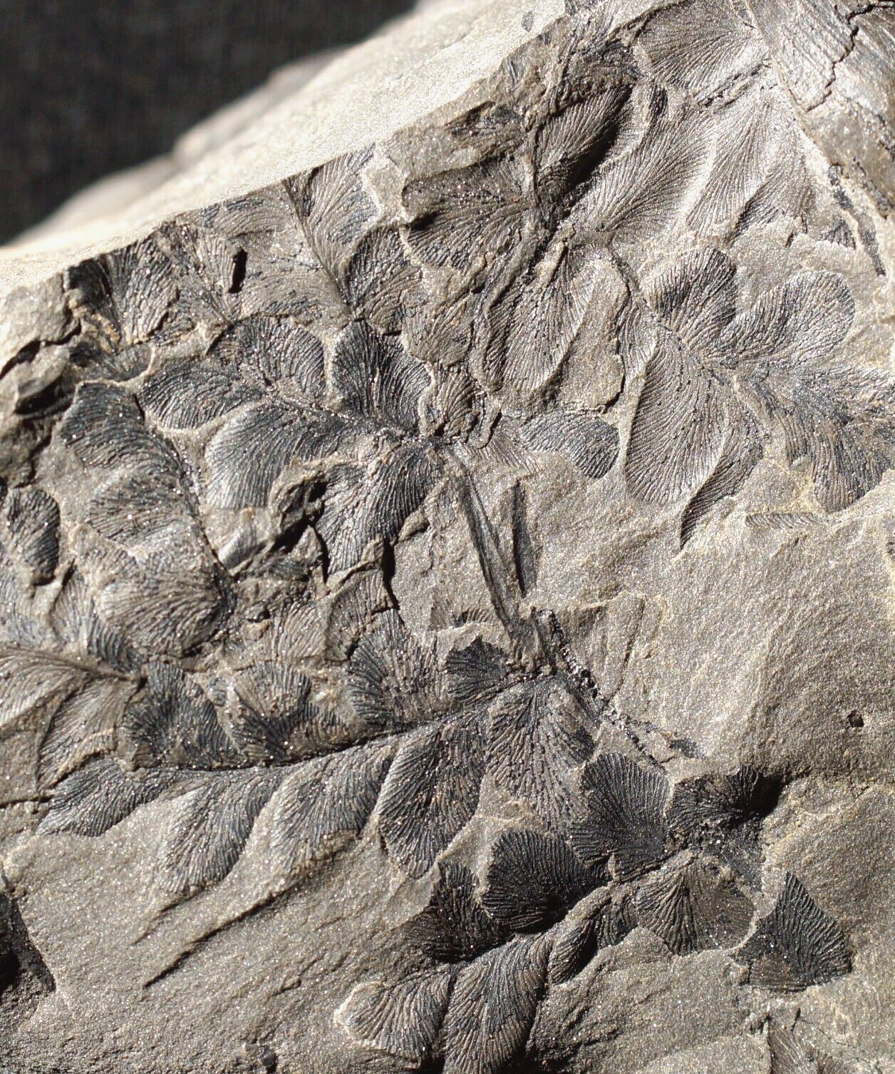 Rare namurian fossil plant Pseudadiantites sessilis very primitive seed fern 