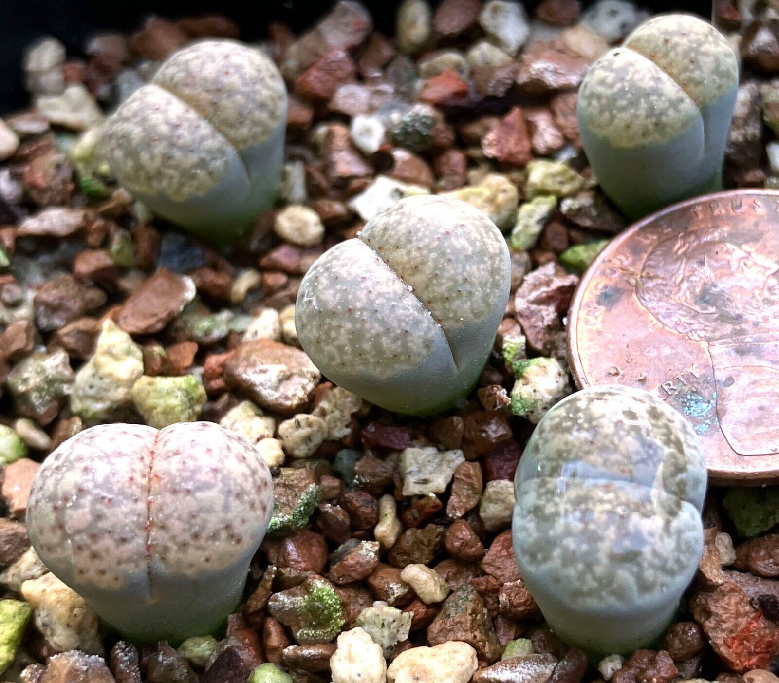 Mesemb Plant--Lithops verruculosa \'Rose of Texas\'- ONE SEEDLING from  POT