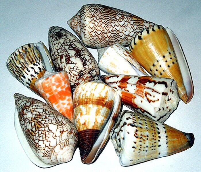 Assorted Craft Cone, Conus Seashells (10) ~ 2”-3” Shells