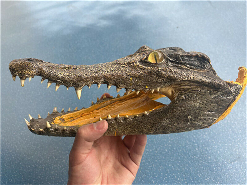 1pcs real crocodile head specimen open mouth crocodile head 12-14 inches/30-35cm