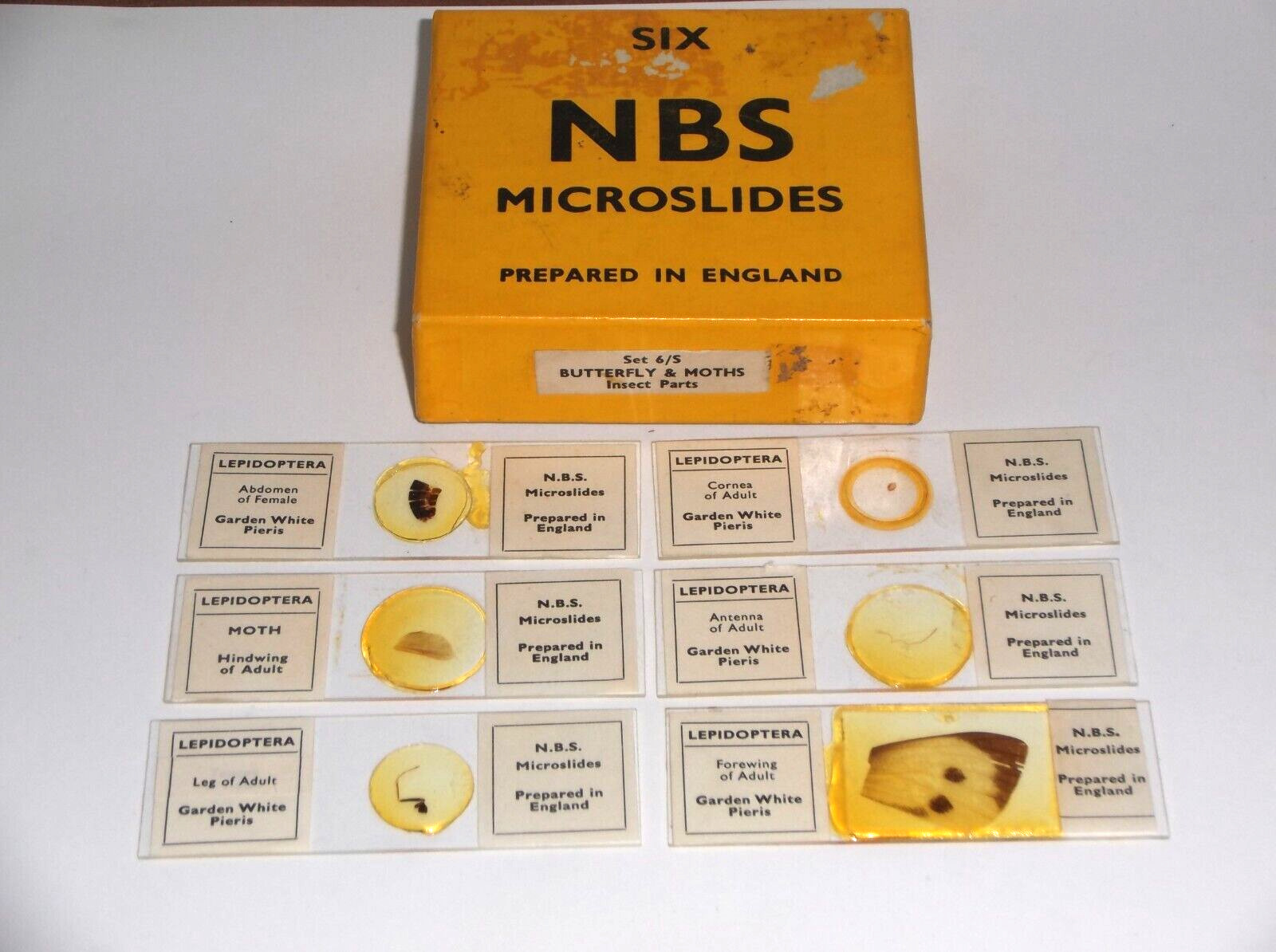 6 VINTAGE MICROSCOPE SLIDES OF LEPIDOPTERA BY N.B.S.  ORIGINAL BOX.