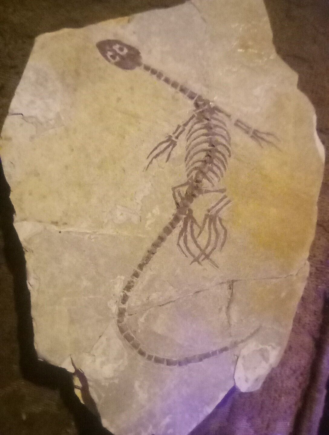 Fossil Keichousaurus hui (Triassic) Marine reptile. Bonus Fossil Shell on bottom