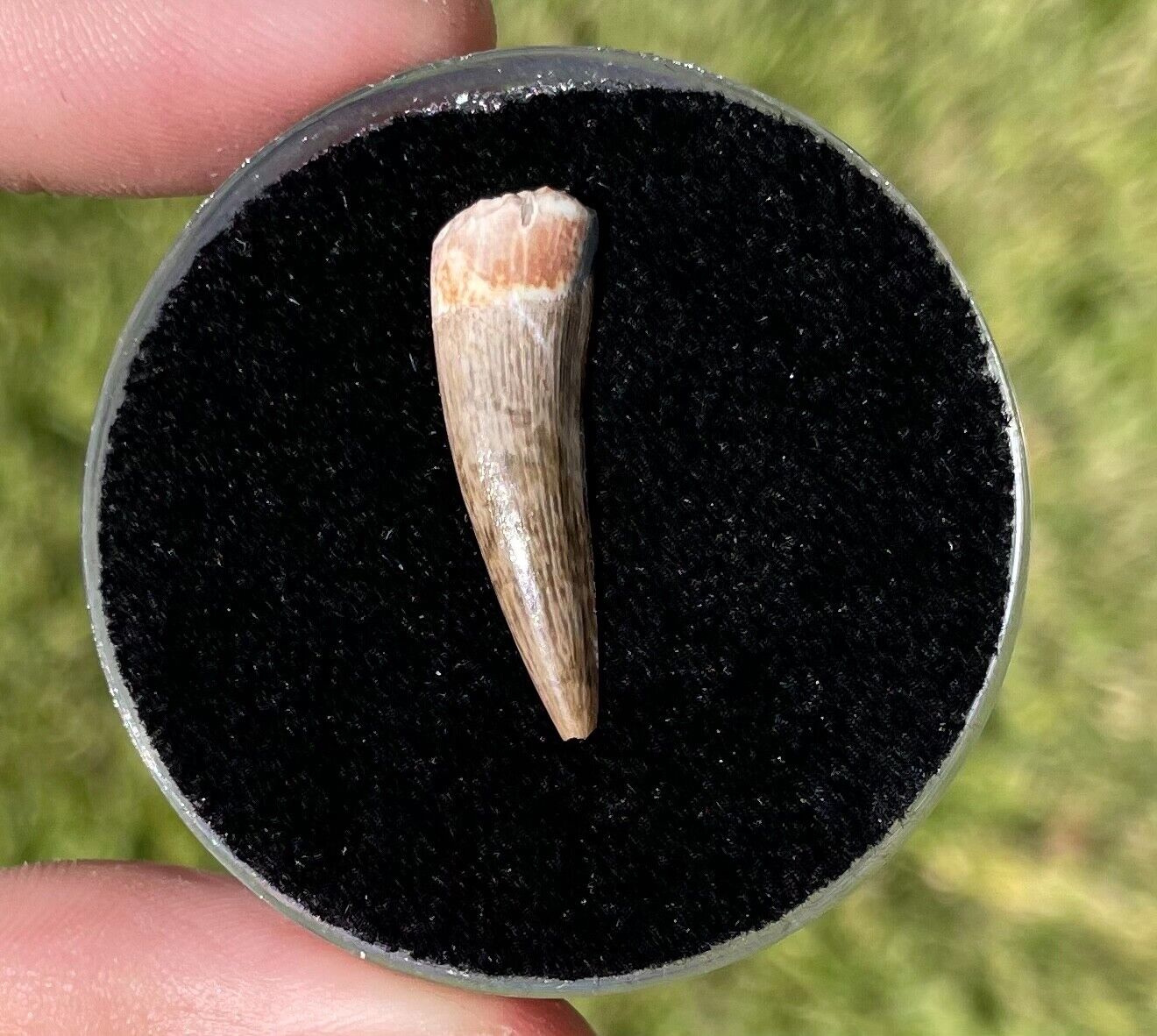 Texas Fossil Phytosaur Tooth RARE Triassic Dinosaur Tooth in Display Case