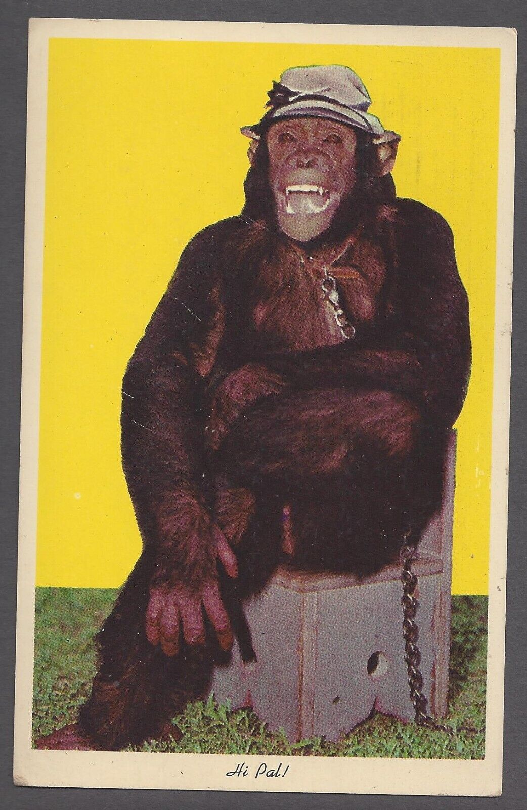 Hi Pal Postcard Laughing Smiling Chimpanzee Monkey Wearing Hat Sitting on Chair