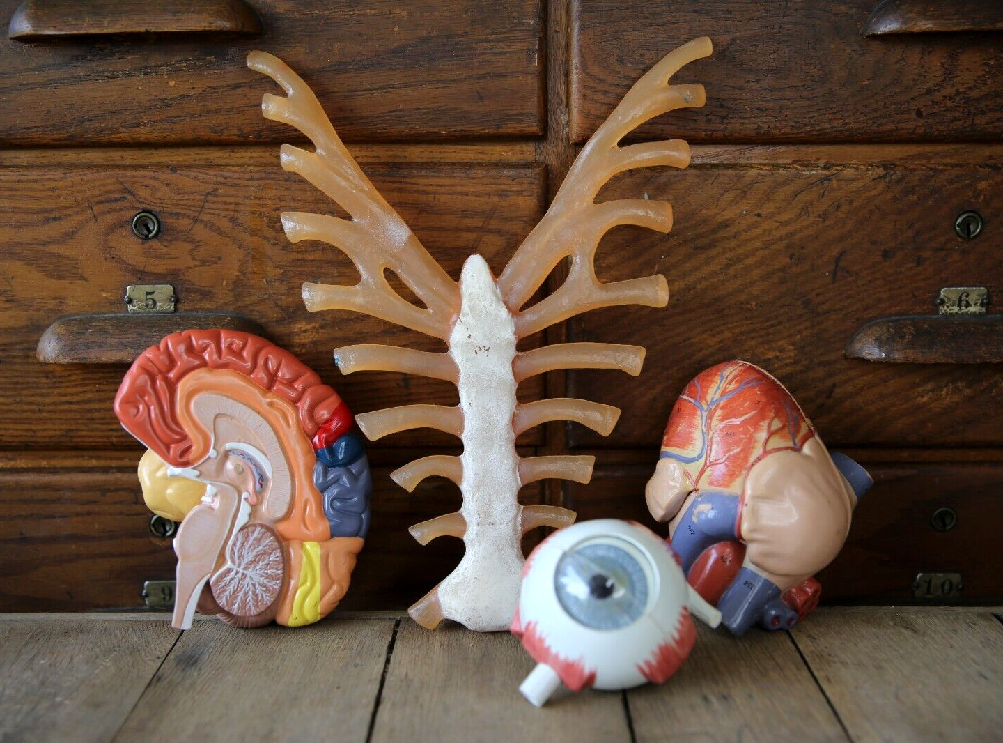 Vintage anatomical model medical anatomy brain heart ribs eyeball eye creepy