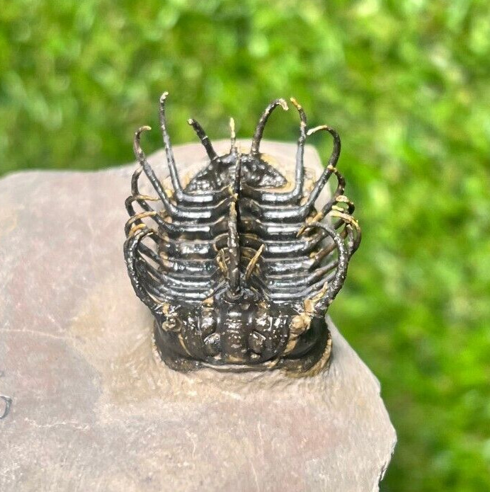 Spiny Koneprusia Trilobite Fossils - Detailed Specimen
