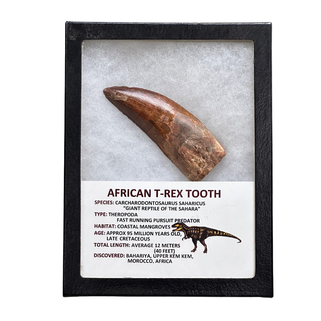 African T-Rex Tooth
