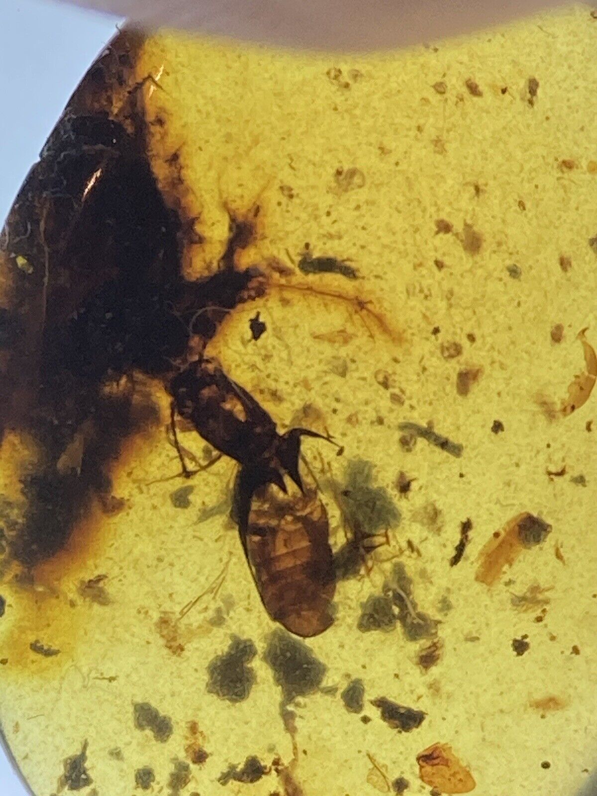 Prehistoric Insect Skin Exoskeleton Fossil, Genuine Burmite Amber, 98MYO