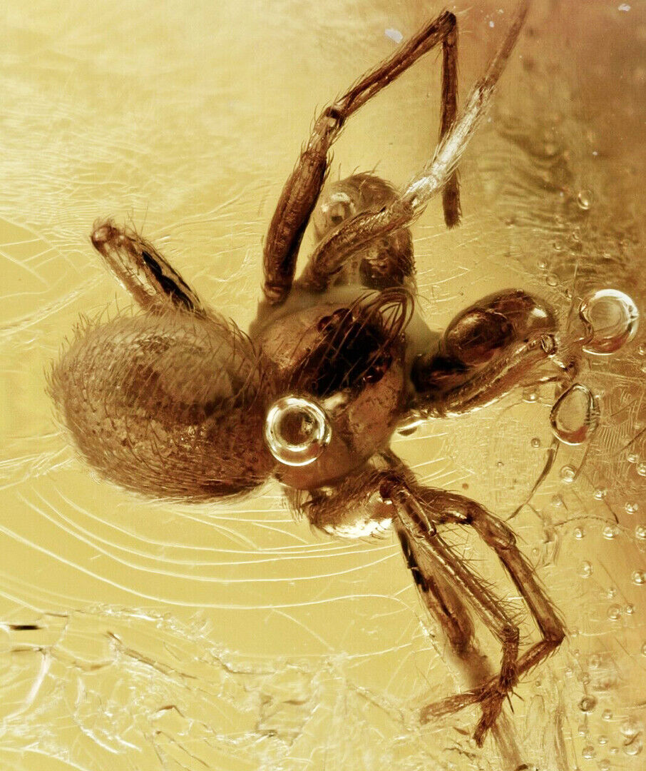 Baltic Amber with Prehistoric Spider Inclusion Comes with 4x Magnifying Case