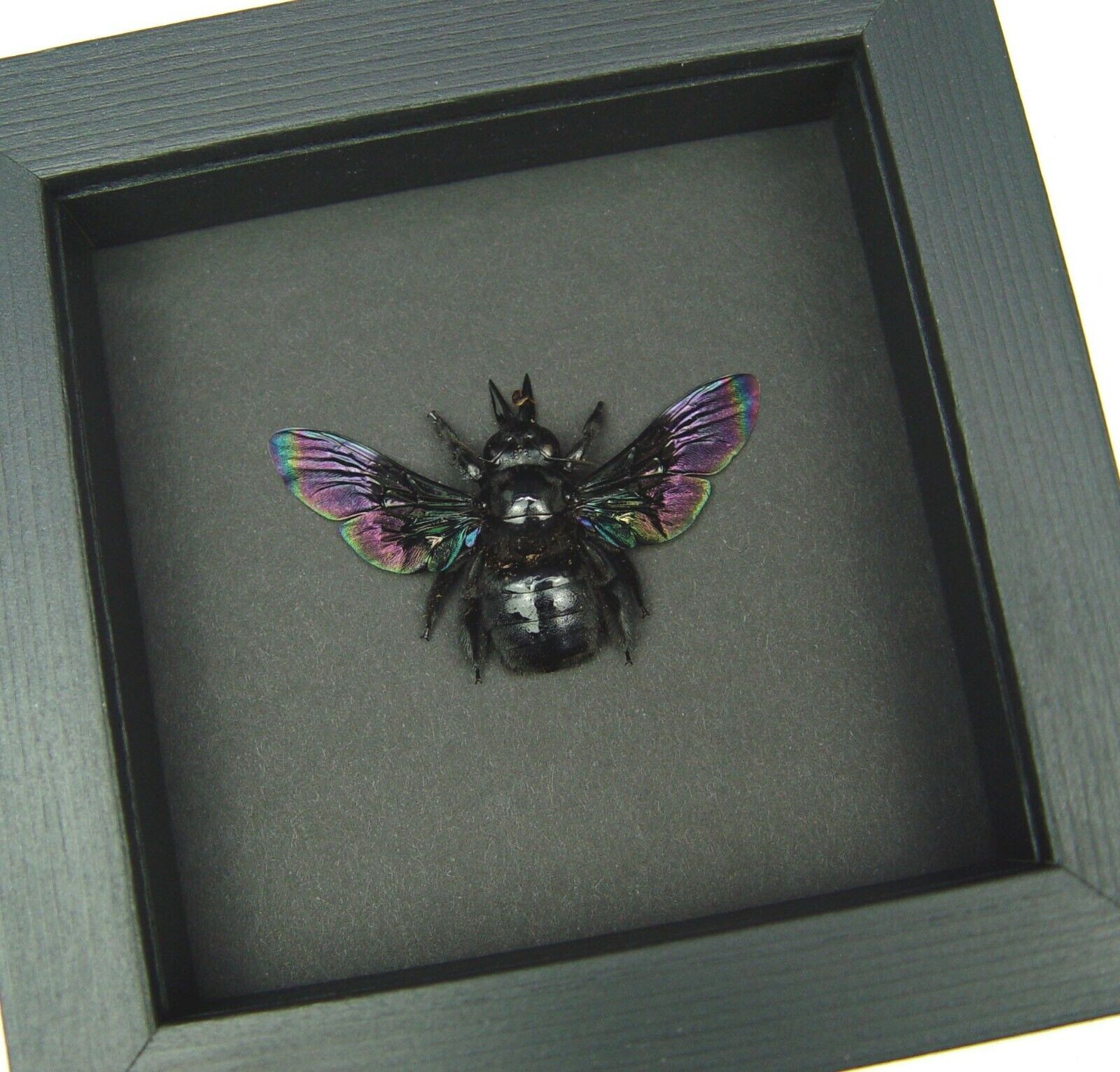 Xylocopa latipes Female Rainbow Bee Real Framed Taxidermy Moonlight Display