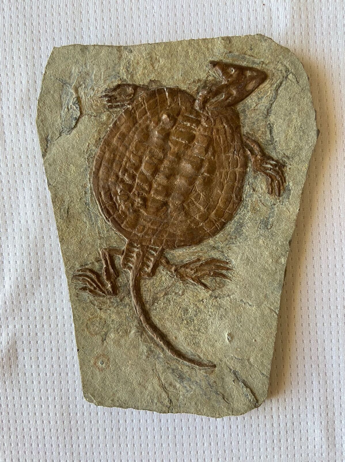 Placochelys Fossil Turtle Dinosaur Placodonts Skeleton With Skull Claws Triassic