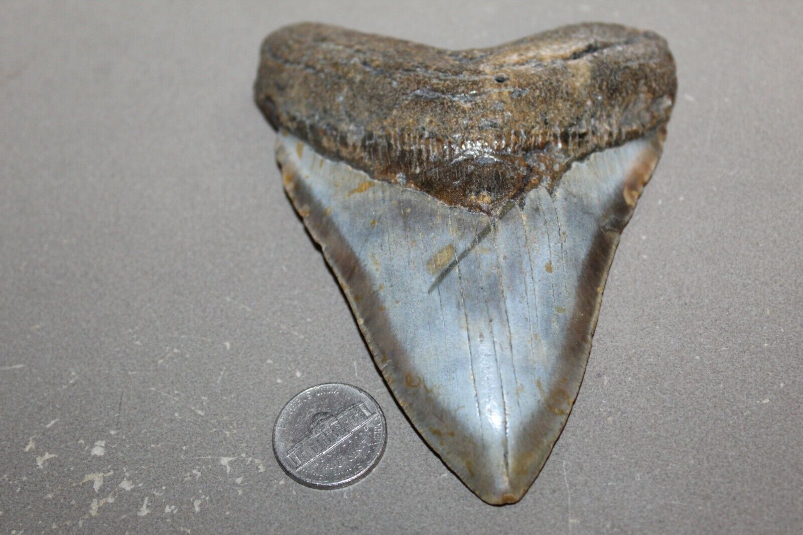 MEGALODON Fossil Giant Shark Teeth All Natural Large 4.82