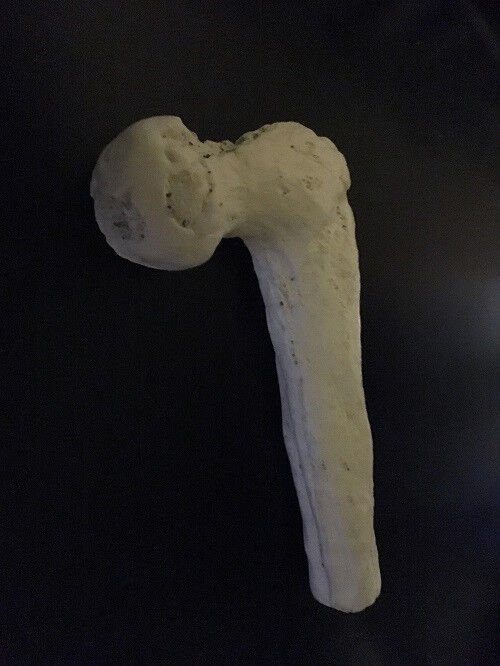 Berg Aukus Femur / Giant Human Bone / Giant Evidence