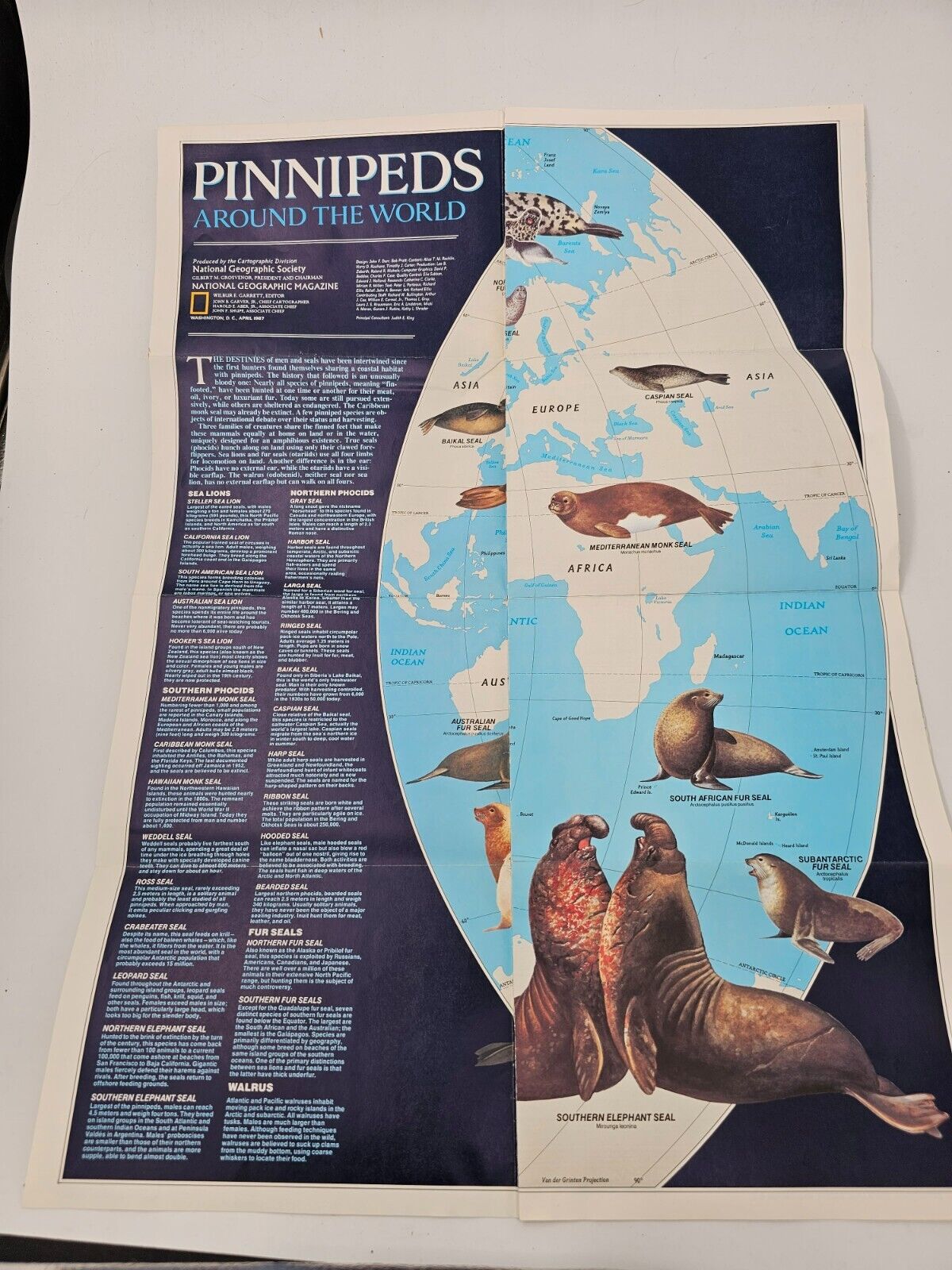 Vtg April 1987 National Geographic Pinnipeds Around The World, World Map 17
