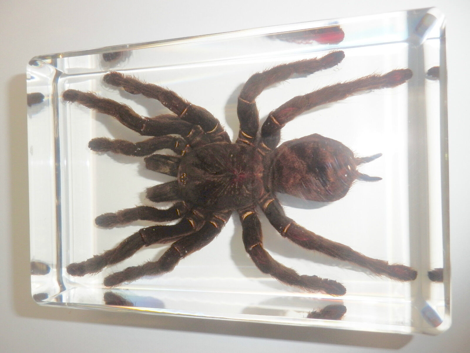 Giant Tarantula Spider Golden Earth Tiger Real Insect Specimen Education Aid