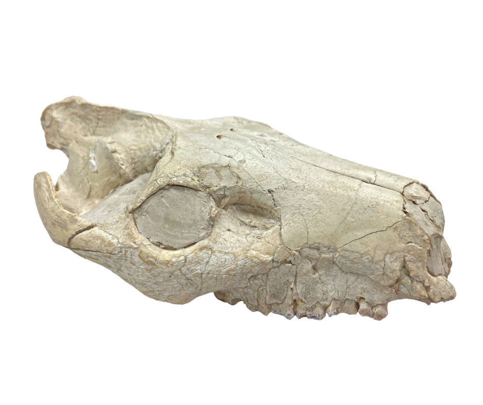 Early Mammal Oreodont Skull