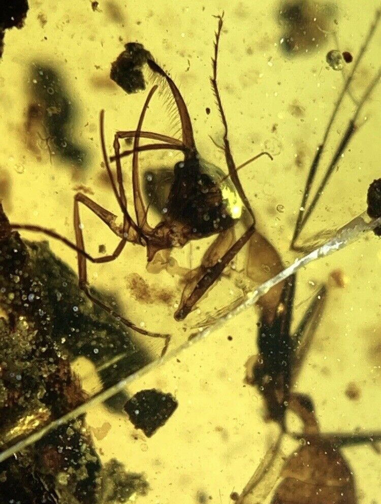 Extremely Rare Ceratomyrmex HORNED Extinct Huge Ant, Genuine Burmite Amber 98myo