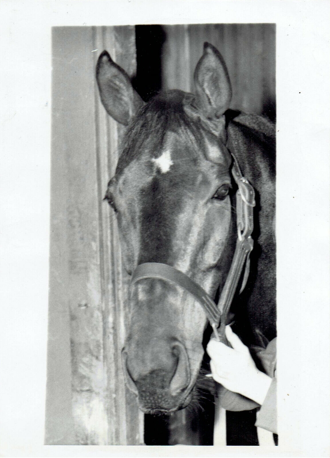 1947 Press Photo Handicap Racehorse Champ Armed races Assualt at Washington Park