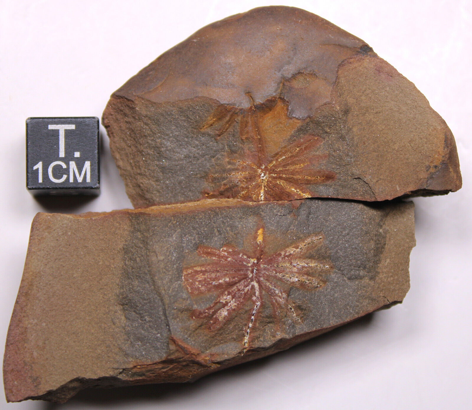 Mazon Creek Annularia radiata Leaf Whorl Fossils - Illinois Carboniferous Plant