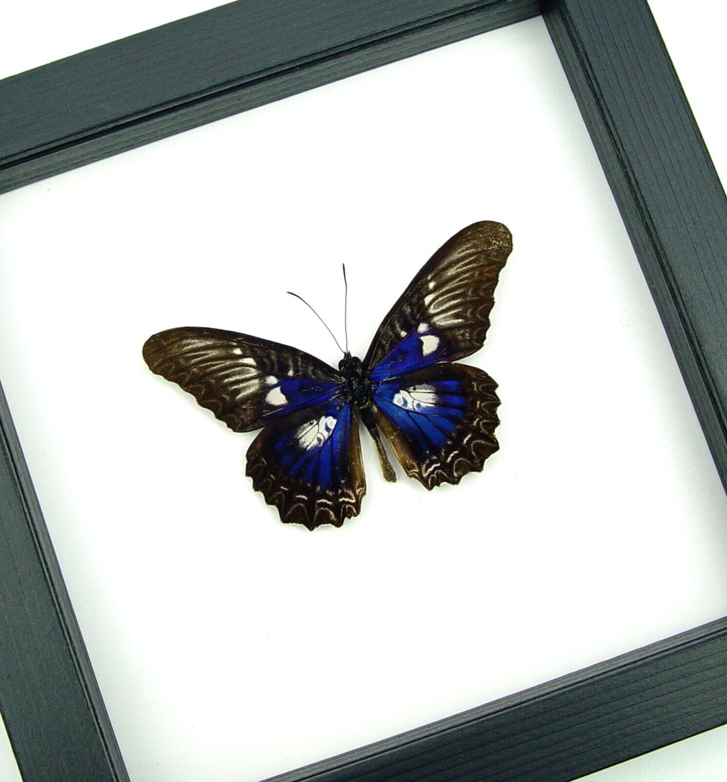 Rare Electric Blue Butterfly Cethosia myrina ribbei Framed Classic Black Display