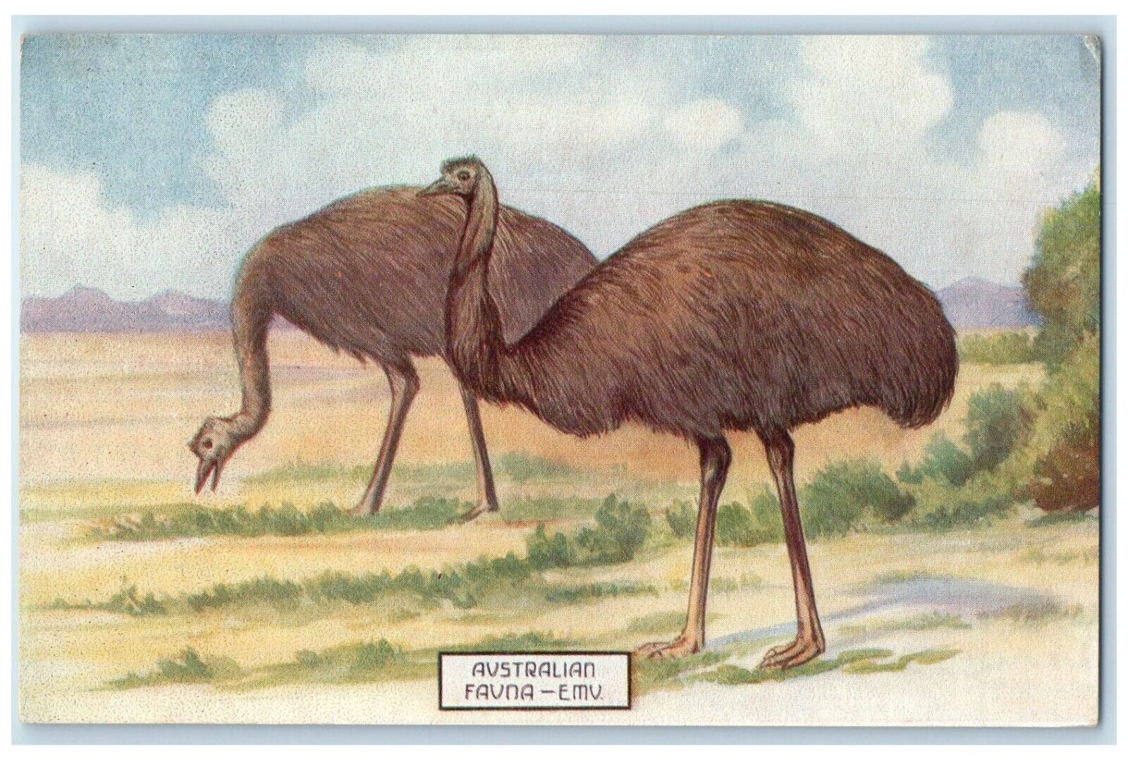 c1910's Australian Fauna EMV Scene Field Animals Unposted Antique Postcard