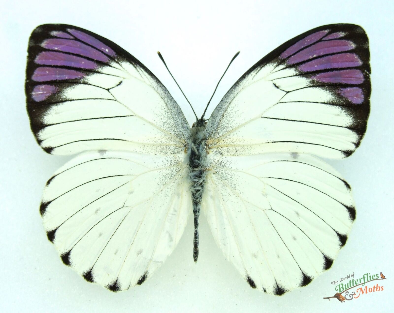 Colotis regina purple tip butterfly SET x1 A- Entomology insect specimen NICE