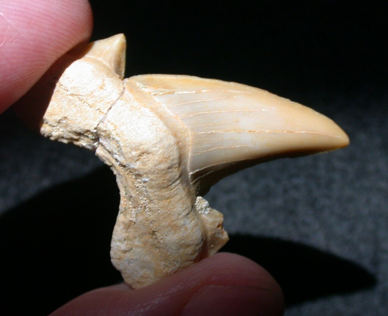 EXTINCT Large Otodus Fossil Shark Tooth Megalodon Ancestor No Restoration