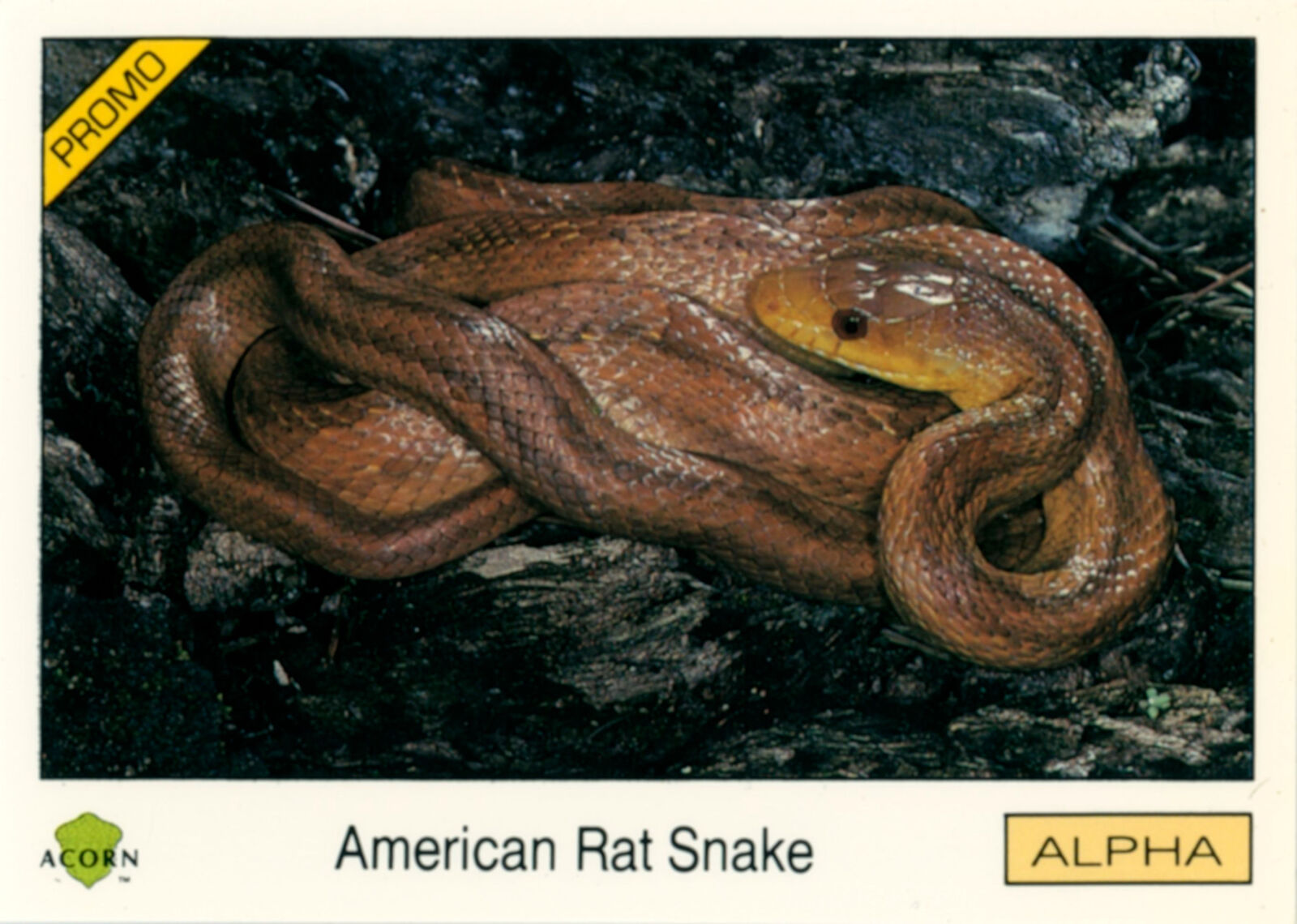 Rare 1991 Acorn Biosphere Promo Card 95 American Rat Snake