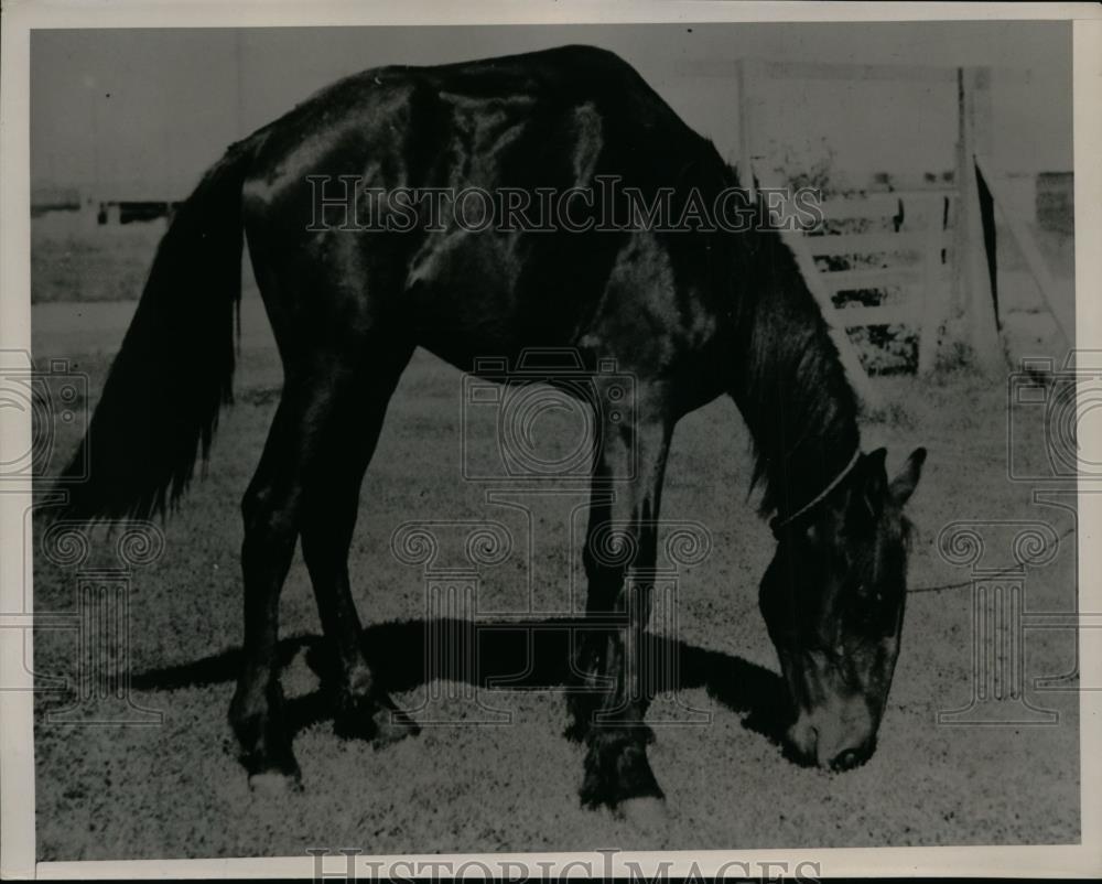 1939 Press Photo With its Hump and Short Wheelbase Horse Causes Discussion