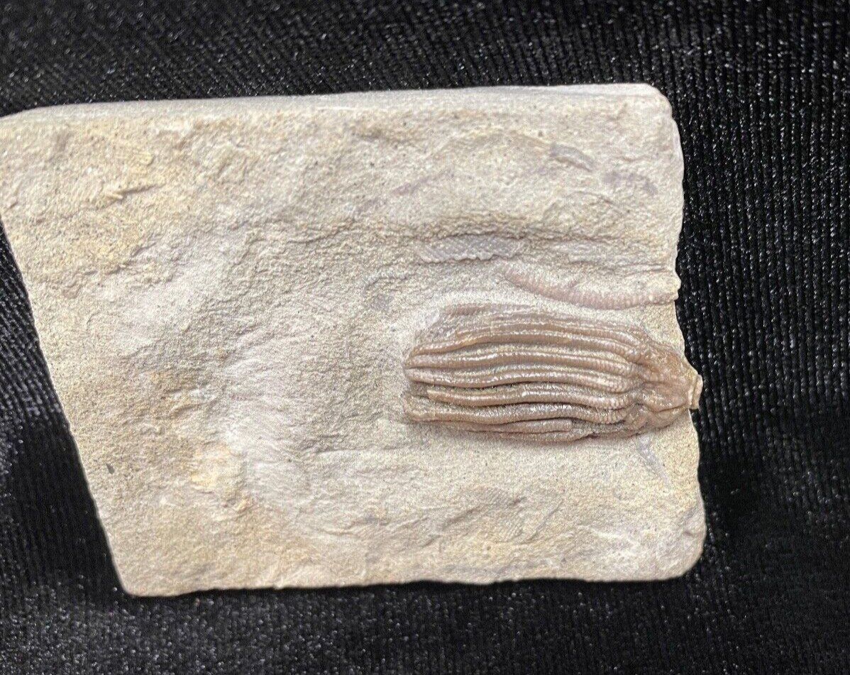 Nice Fossil Crinoid: Dizygocrinus biturbinatus, Adams Co., IL
