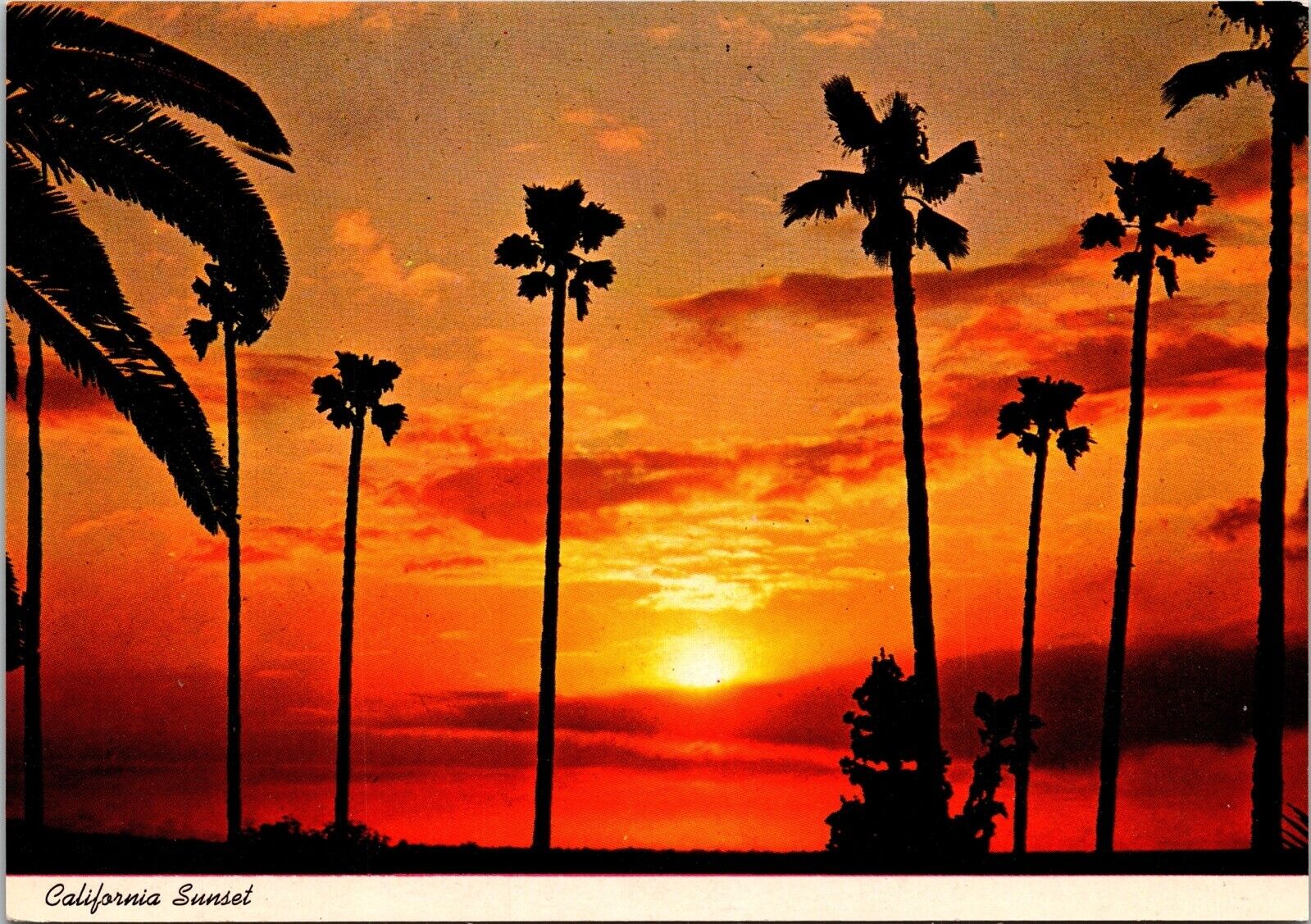 California Sunset Native Palms Southern CA Ocean Beach Chrome Postcard UNP