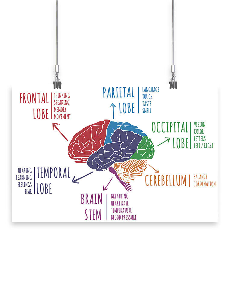 Human's Brain Function Poster -Image by Shutterstock