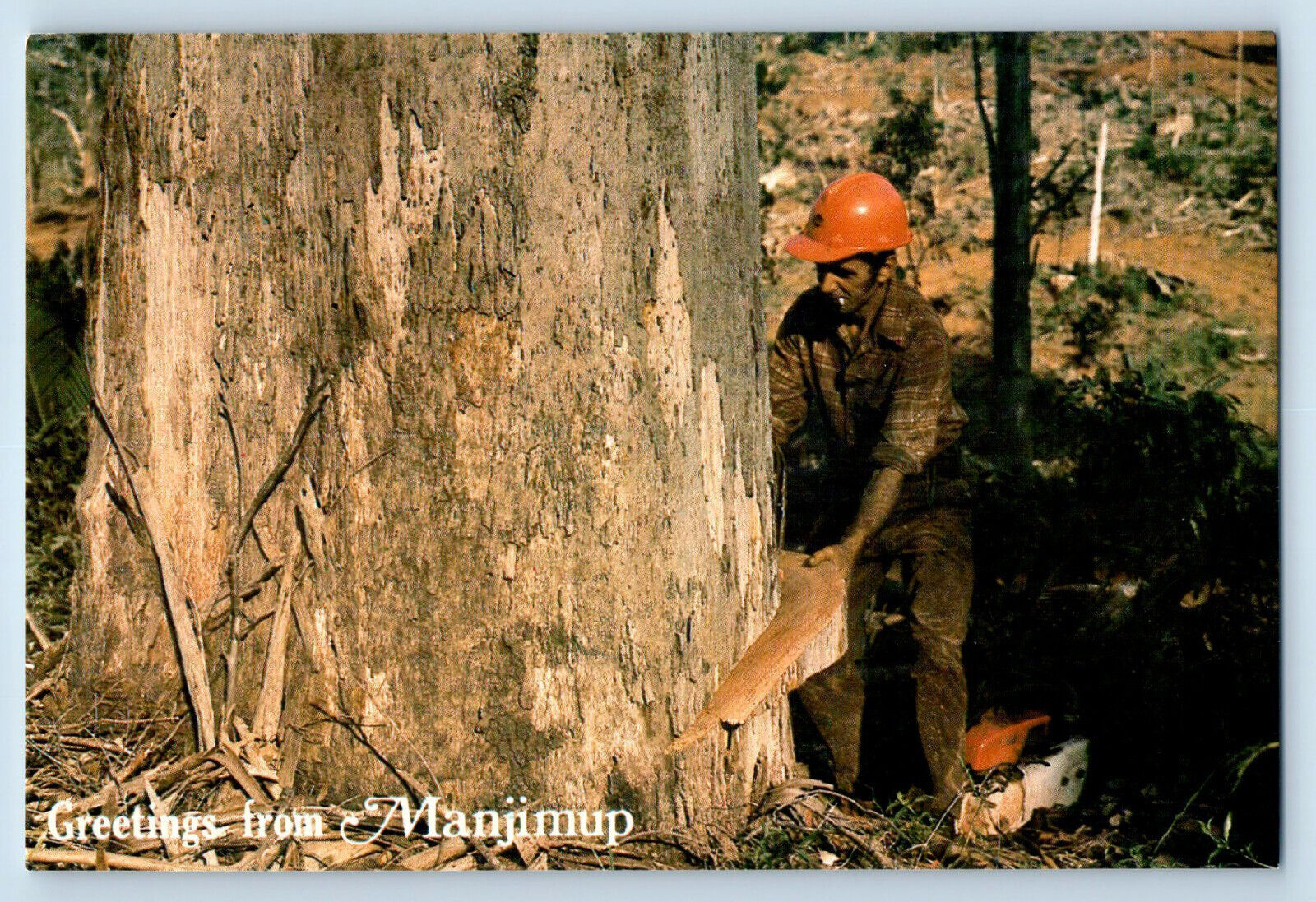 Western Australia Postcard Greetings from Manjimup Tree Felling c1960\'s